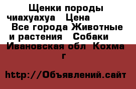 Щенки породы чиахуахуа › Цена ­ 12 000 - Все города Животные и растения » Собаки   . Ивановская обл.,Кохма г.